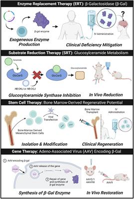 Therapeutic developments for neurodegenerative GM1 gangliosidosis